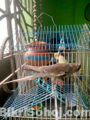ককাটেল